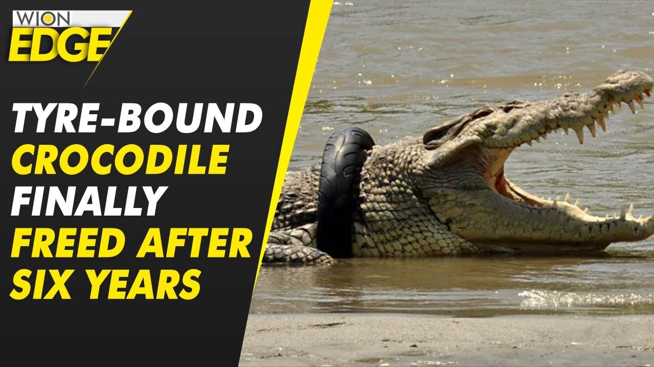 Indonesia Crocodile with tire around its neck for six years finally