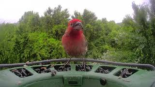 Ellicott City Maryland Bird Cam  Live Stream