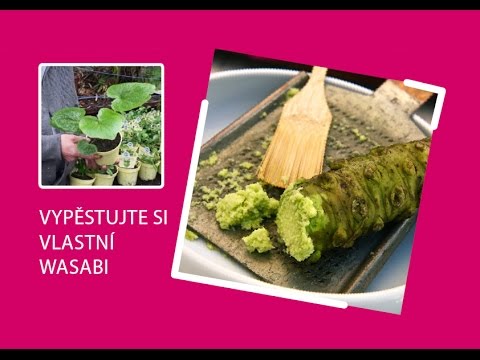 Jak pěstovat wasabi