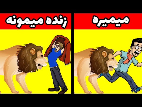 تصویری: چه کسی قویتر است - گوریل یا شیر؟