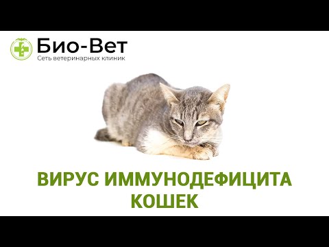 Вирус иммунодефицита кошек. Ветеринарная клиника Био-Вет.