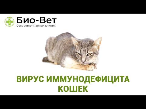 Вирус иммунодефицита кошек.