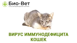 Вирус иммунодефицита кошек. Ветеринарная клиника Био-Вет. Вирус иммунодефицита кошек. Ветеринарная клиника Био-Вет.