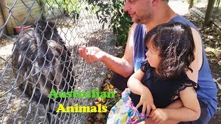 Fun Facts About Australian Animals See Kangaroos Emus Koalas Birds and Lizards #zoeslogic