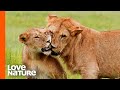 "Misfit" Lion Forms A Special Bond with Cub "Dreamer" | Love Nature