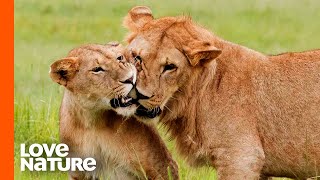 'Misfit' Lion Forms A Special Bond with Cub 'Dreamer' | Love Nature
