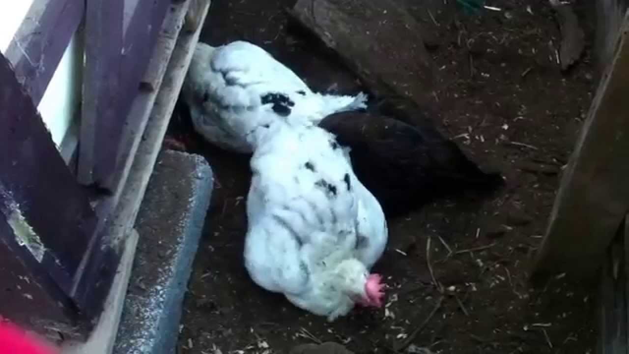 My little ex batts having a spa day under the coop