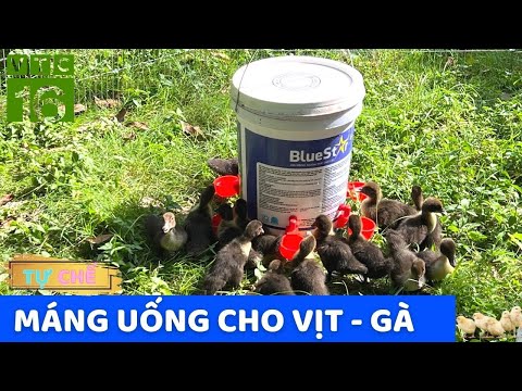 Video ✅ Tự Chế Máng Uống Nước cho Vịt - Gà || Đơn Giản - Dễ... - youtube