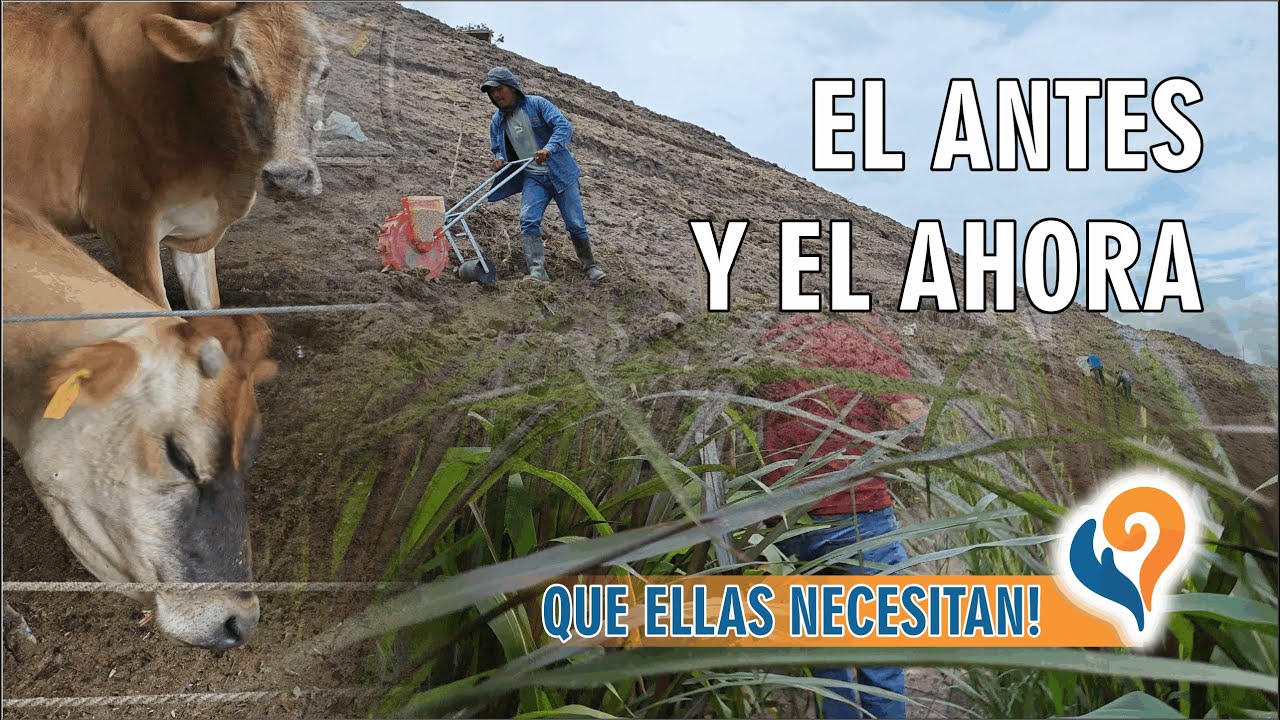 Establo Jersey: Medidas de cubículos. Rendimiento ensiladora. ¿Cuántas vacas en 1 hectárea?