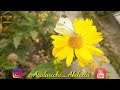 ГУЛ ВА КАПАЛАК