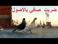 ضربت صافي بالأصول حد و جرد الحمام مافو النشيش ضربت صافي بالأصول حد و جرد الحمام مافو النشيش