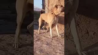 Afghan kuchi dog #dog #kangal #kangaldogs #doglovers #afghanistan #kurdish #angrydog #afghankuchi