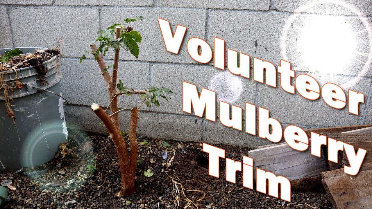 Volunteer Mulberry Trim Update 2020 (Filmed In Late Summer) | Poor Man's Bonsai