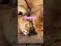 オリト&イオ❤️🍯仲良しライオンペア🦁Sweet Relationship #shorts