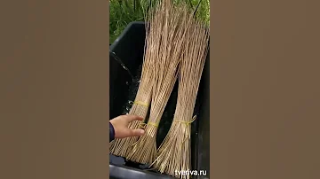 Тверская ива. Подготовка прутьев ивы для плетения.