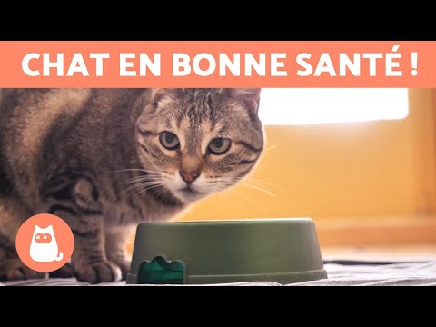 Vidéo: À quelle fréquence les chattes nourrissent-elles leurs chatons ?