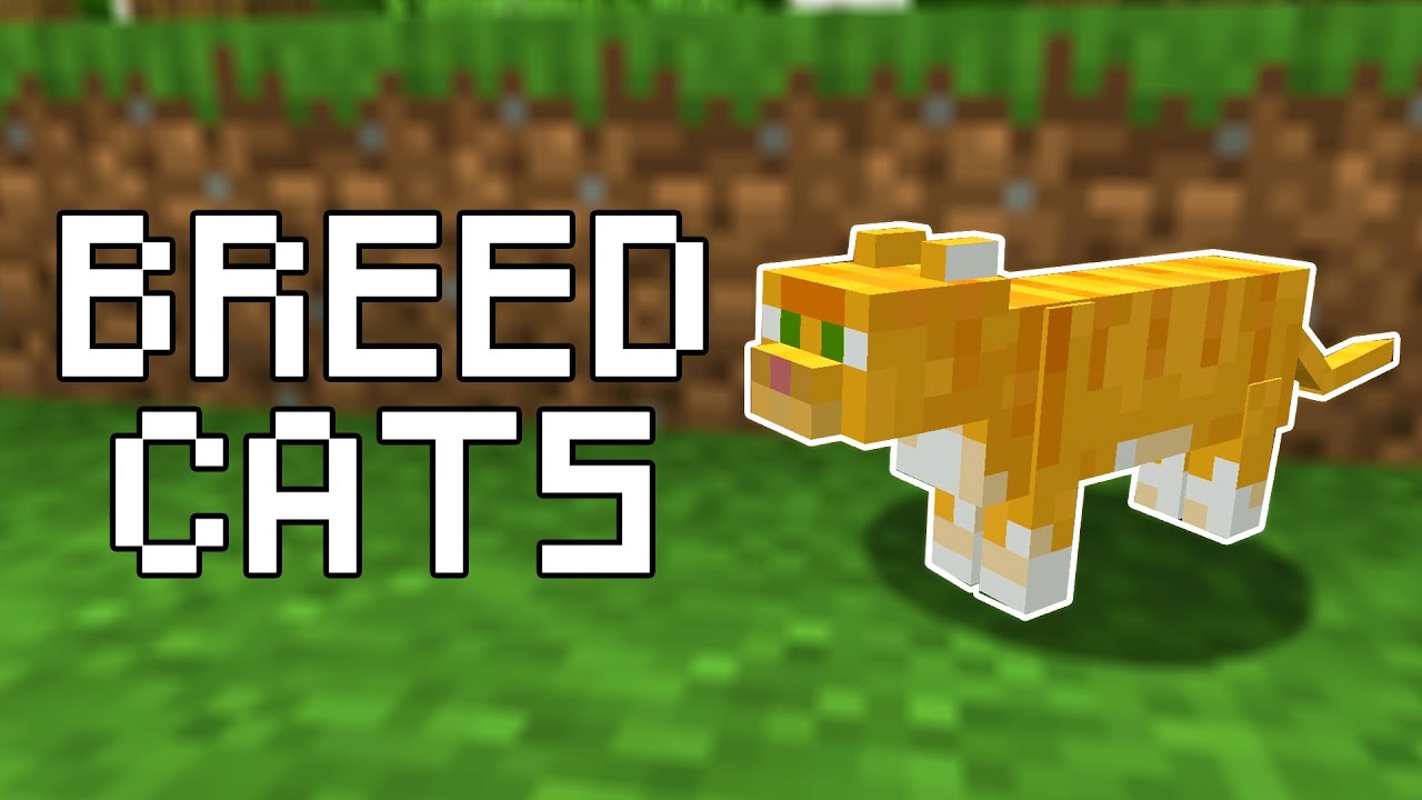 How to Breed Cats in Minecraft (All Versions) - YouTube
