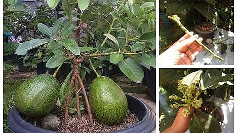 Como ter um mini pé de abacate?