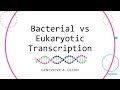 Bacterial vs eukaryotic transcription