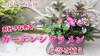 【 ガーデンシクラメンの寄せ植え 】色の選び方と育て方