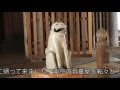 狛犬宮帰奉告祭 瑞浪市下山田 八幡神社