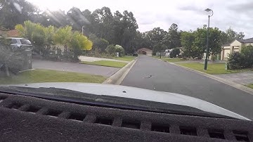 carpet python in coomera