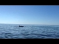 Rorcual tropical o ballena sardinera (Balaenoptera edeni) transitando la costa de Mazatlàn