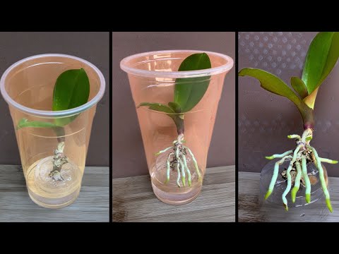 וִידֵאוֹ: Growing Vanda Orchid - למד על הטיפול ב-Vanda Orchid