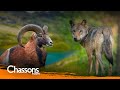 Fautil limiter la population du loup en france  lavis du scientifique dr romain lasseur