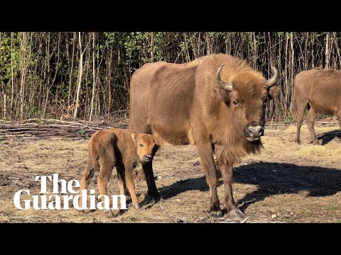 First wild bison born in the UK for thousands of years