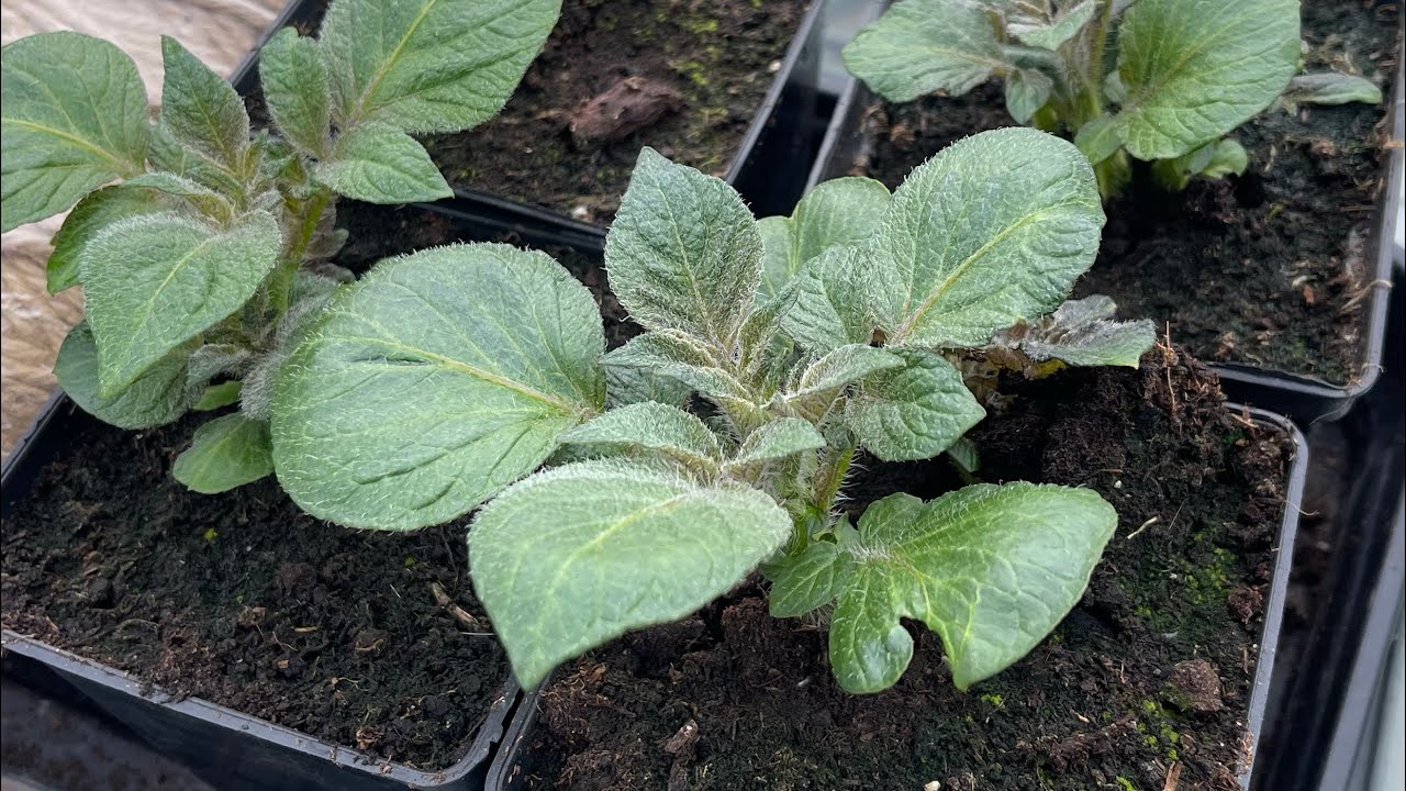 Progress check on the first and second early potatoes