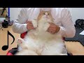 猫の達人2 PDS