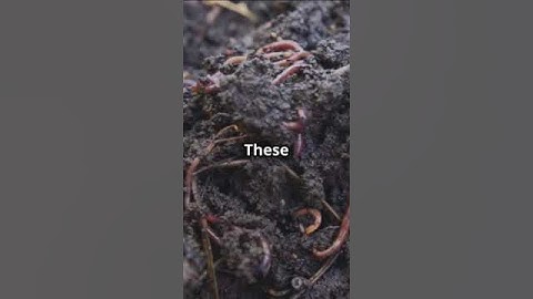 Soil Moisture  The Secret to Earthworm