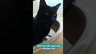 nap time #cat #cute #ruki #rookie #pets #kitten @Bai-JiaTW