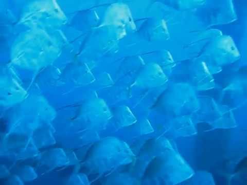 school of tropical lookdown