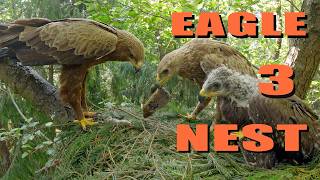 LESSER SPOTTED EAGLE: Inside the secret bird NEST, Part 3/8