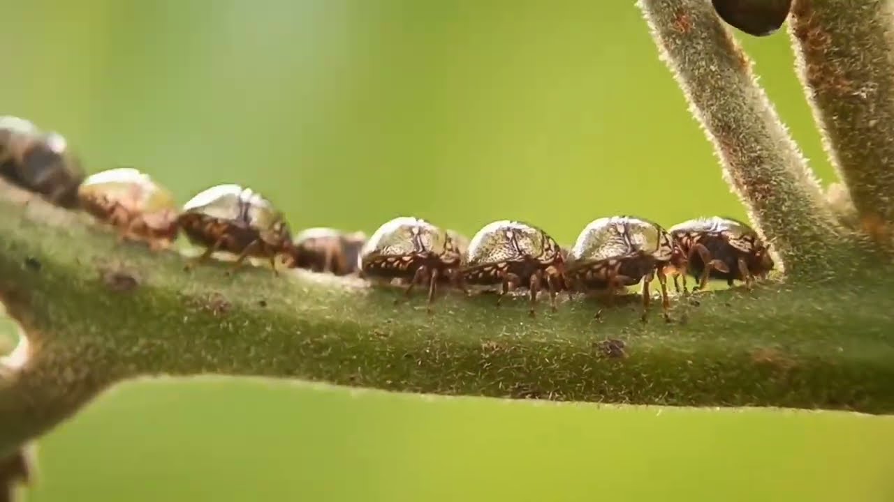 Smart Phone Macro Photography