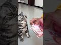 باساس