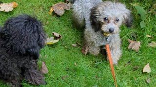 Toypudel Fawn/Rot Silber/Agouti und Dark Chocolate Braun nebeneinander im Vergleich