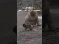 頑張って歩こうとする赤ちゃんが可愛い 一人目の赤ちゃんです!市川市動植物園 Ichikawa Zoo パンチ君 Punch Baby Monkey