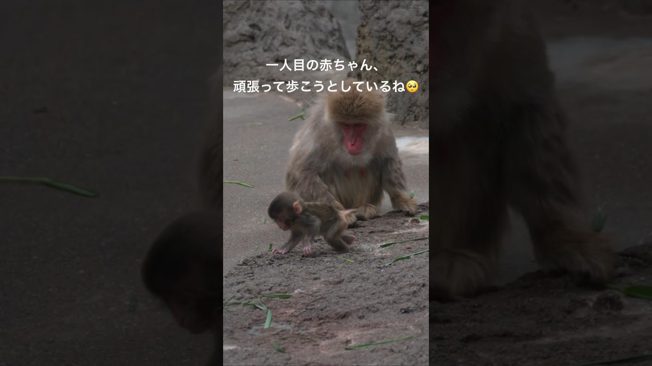 頑張って歩こうとする赤ちゃんが可愛い 一人目の赤ちゃんです!市川市動植物園 Ichikawa Zoo パンチ君 Punch Baby Monkey