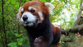 Red Panda Moshu Is A Furry Snacking Machine