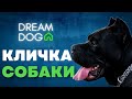 Самый важный навык для любой собаки 🐶 Как выработать кличку 🐕 Как щенок понимает свое имя 🐩 назвать