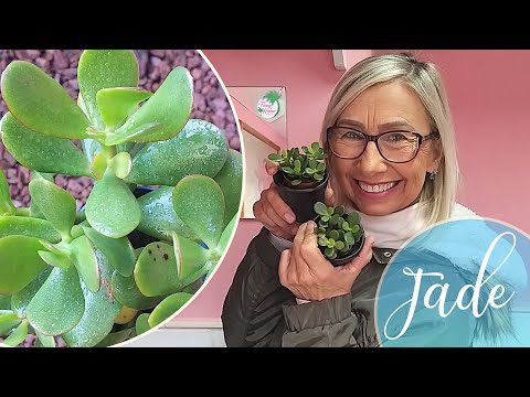 Vídeo: Cuidados com plantas de jade ao ar livre - Aprenda sobre o cultivo de jade ao ar livre