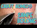 CABUT KOMEDO SAMPE BOLONG