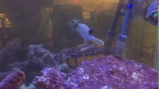 Dog Face puffer , Trigger fish, clown trigeer fish
