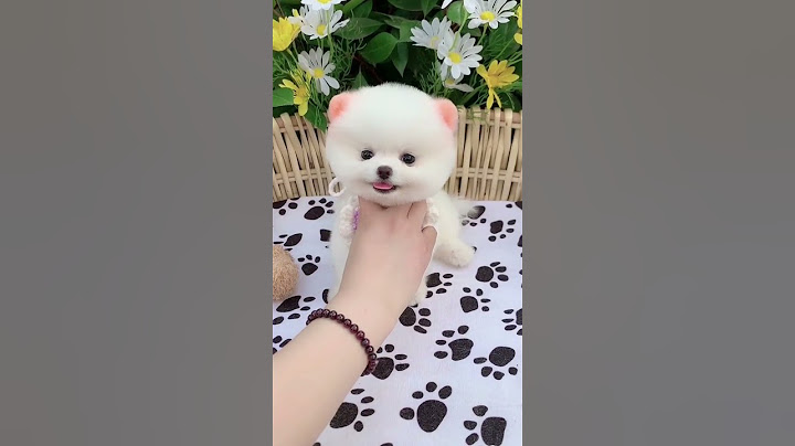 น้องหมาน่ารักมาก super cute baby dog 🐶