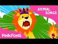 Le lion  animal songs  pinkfong chansons pour les enfants