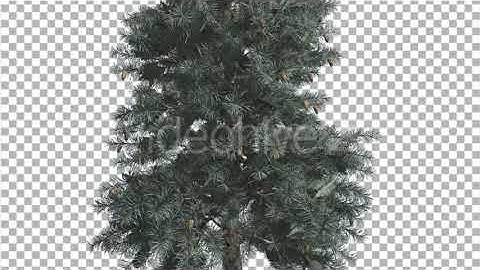 Blue Spruce Thin Tree in Winter or Summer Middle | Motion Graphics - Envato elements
