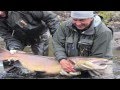 Monster 40 lb Salmon-Three Rivers-Kola Peninsula